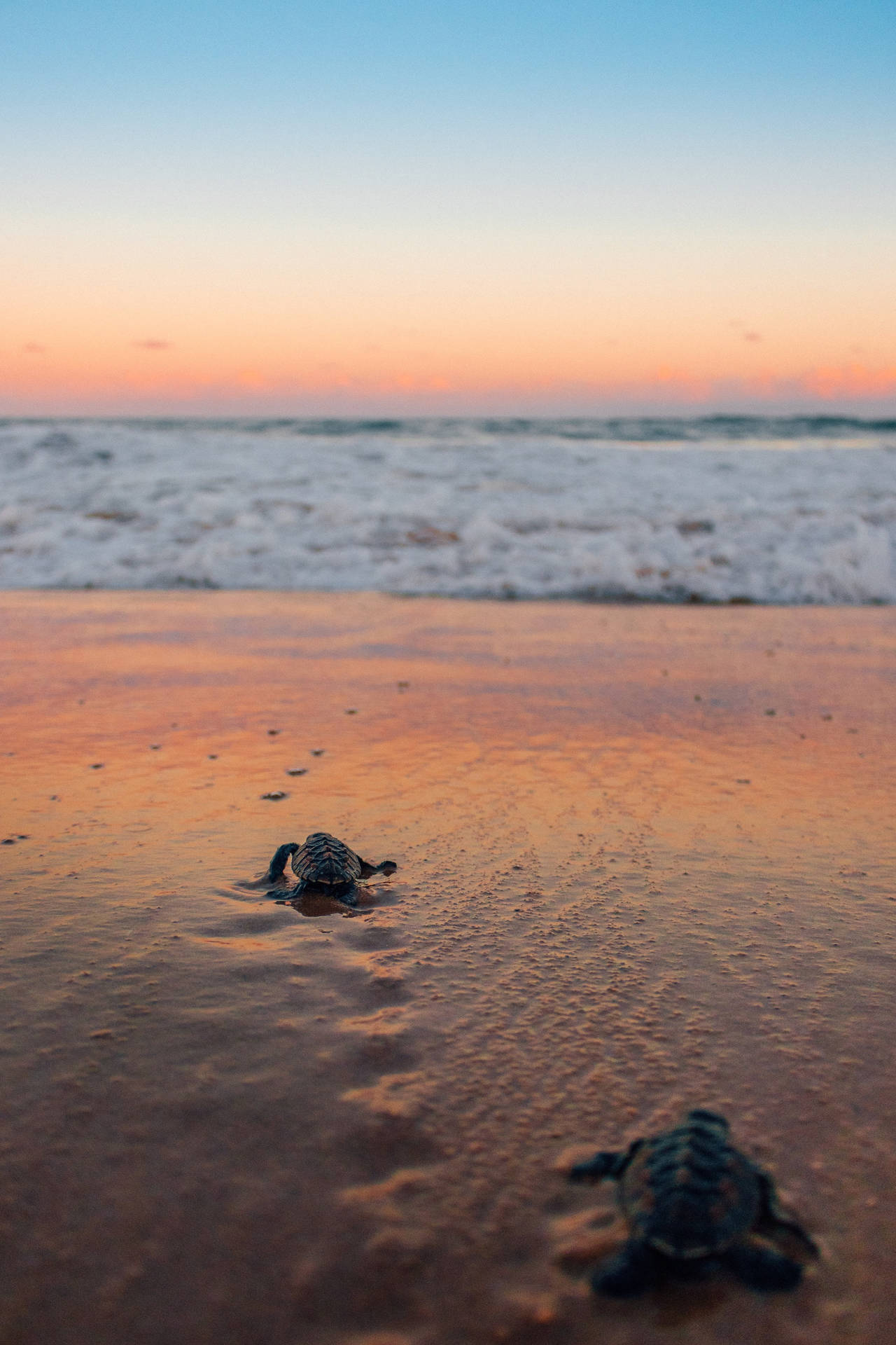 Sea Turtles Crawling On The Beach Wallpaper