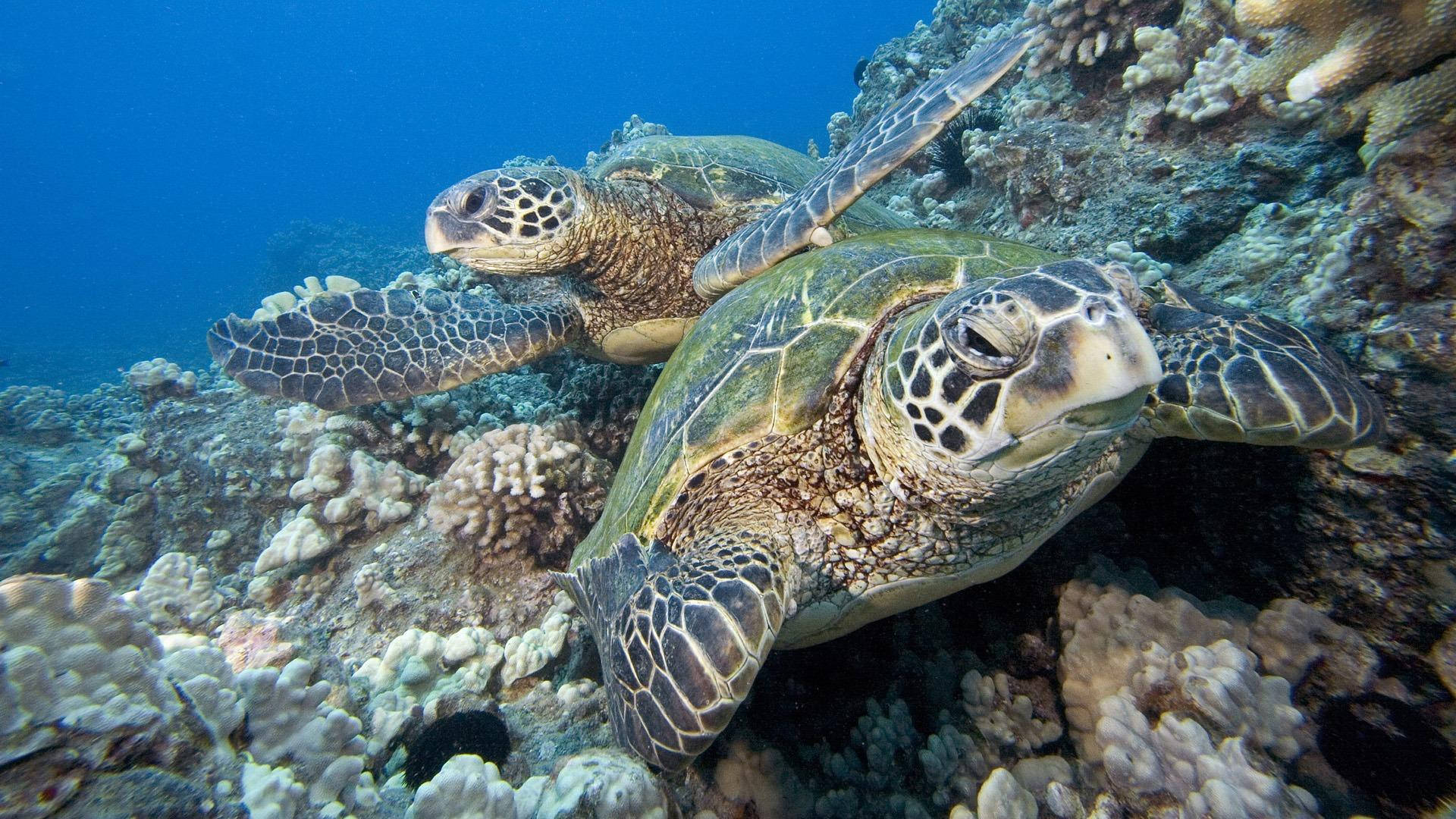 Tortugasmarinas Bajo Un Arrecife De Coral. Fondo de pantalla