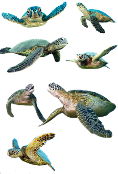 Sea Turtlesin Various Poses PNG