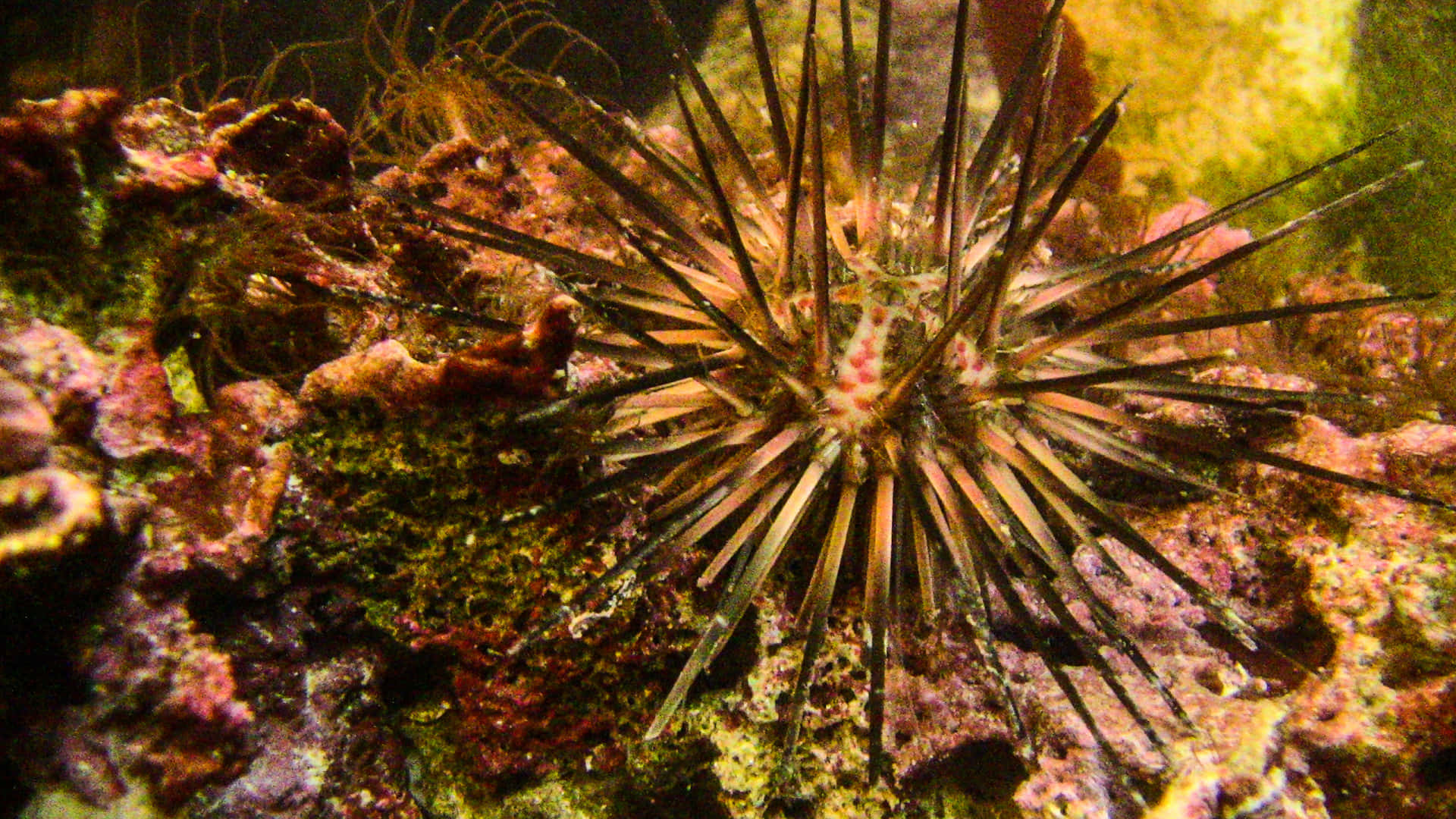 Sea Urchin Camouflage Rocky Reef Wallpaper