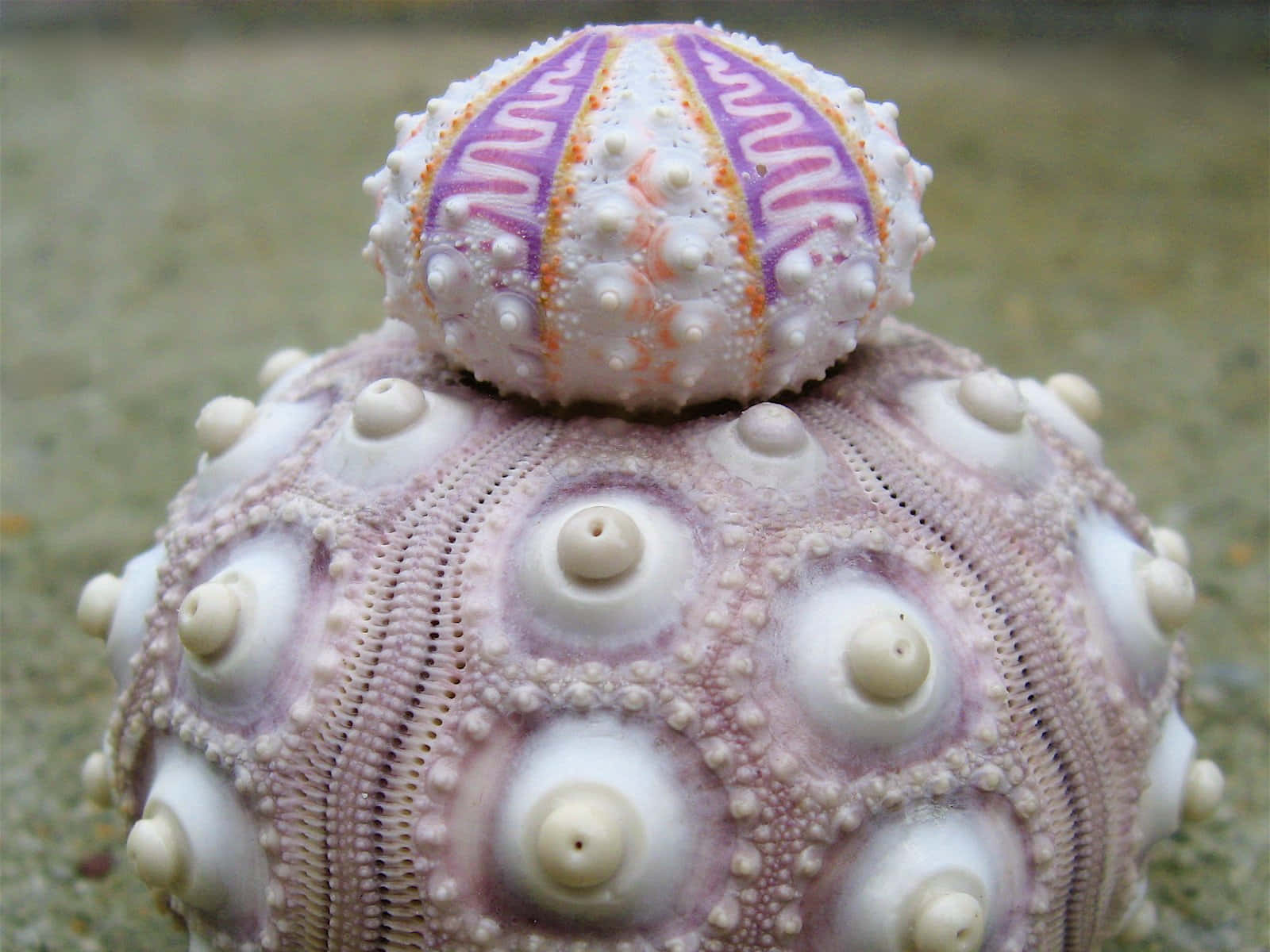 Sea_ Urchin_ Shell_ Closeup.jpg Wallpaper