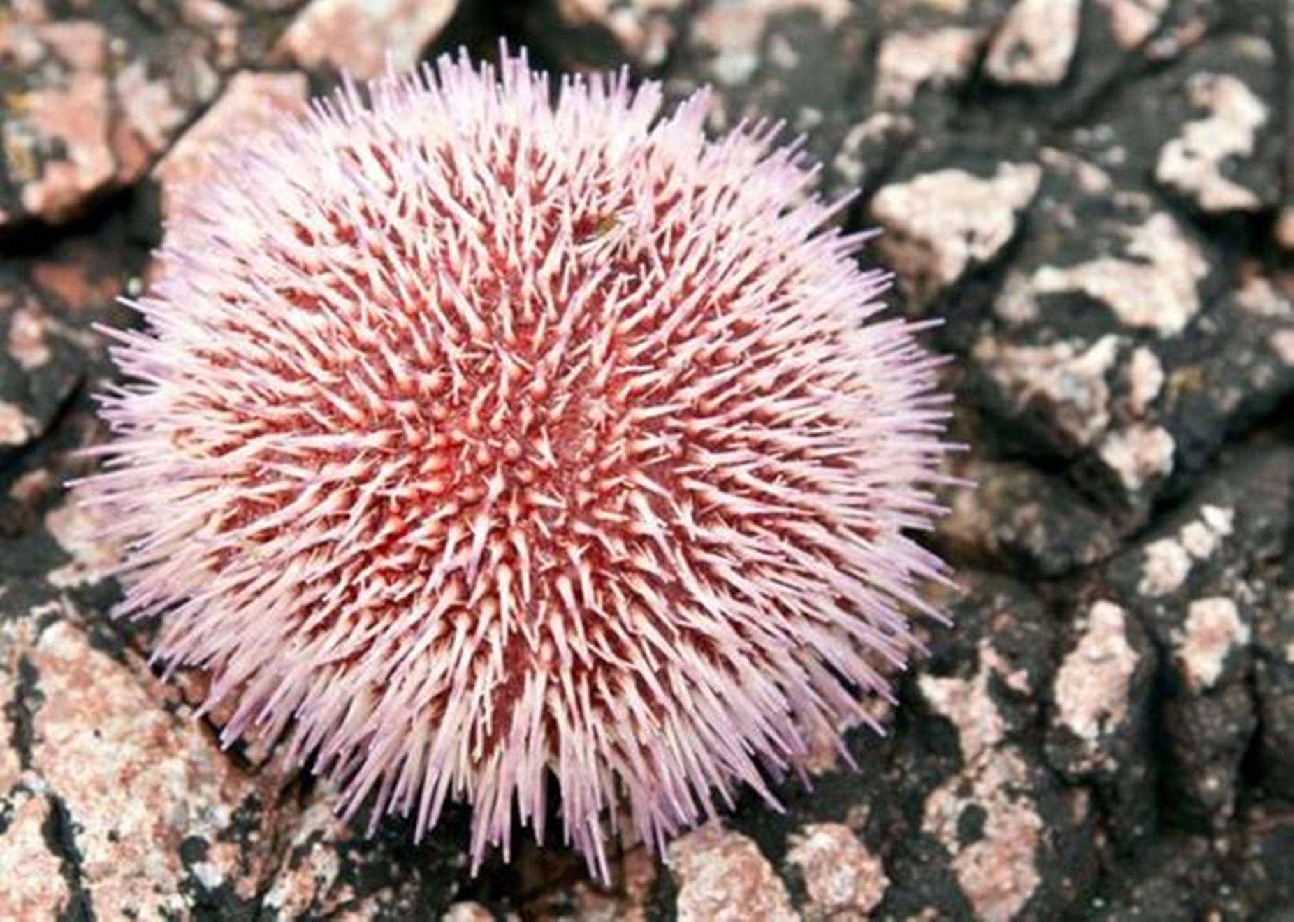 Sea Urchin Spiky Sight And Spines Wallpaper