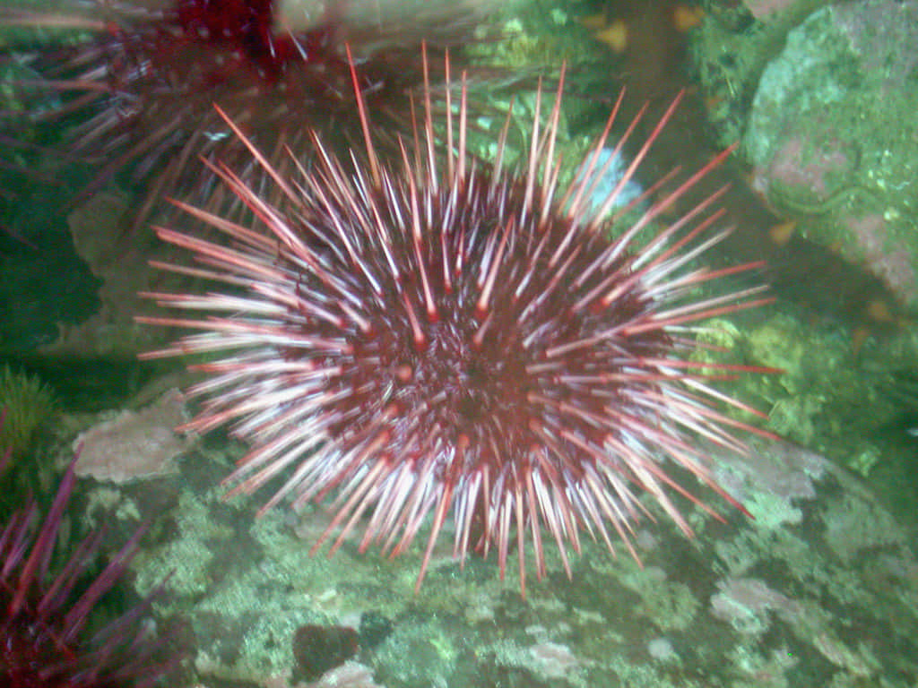 Sea Urchin Underwater Wallpaper