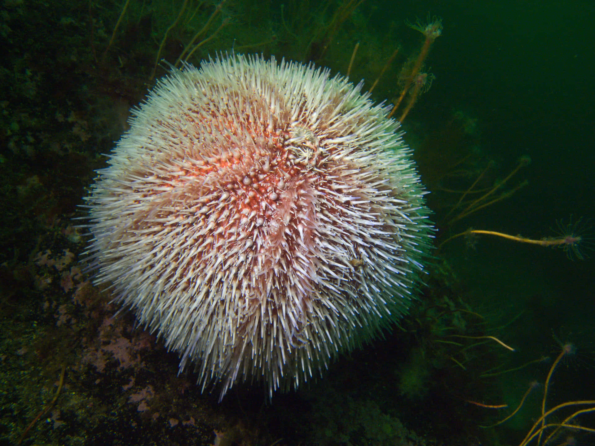 Sea Urchin Underwater Photography.jpg Wallpaper
