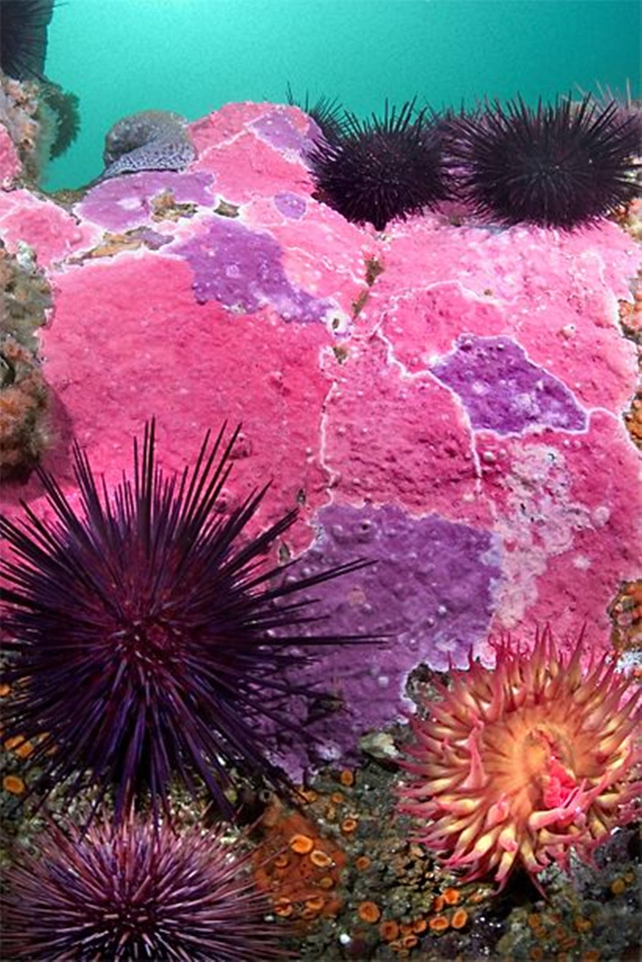 Sea Urchins Attached On Pink Rocks Wallpaper