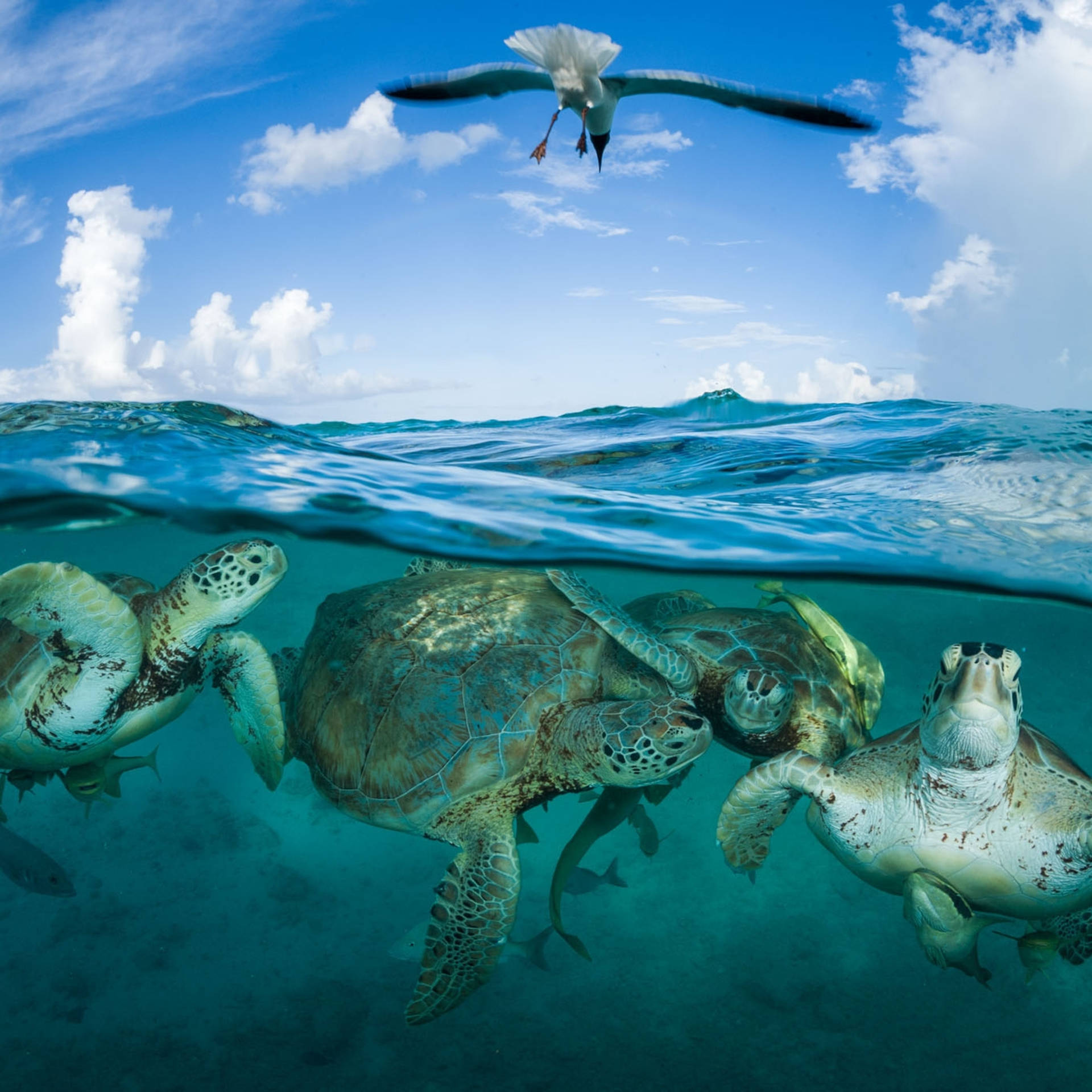 Havsvattensköldpaddor Mås Fotografi Wallpaper