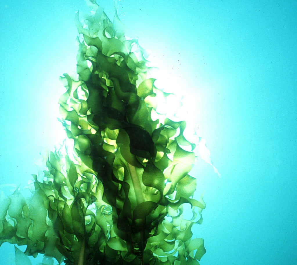 A Green Seaweed Plant In The Water