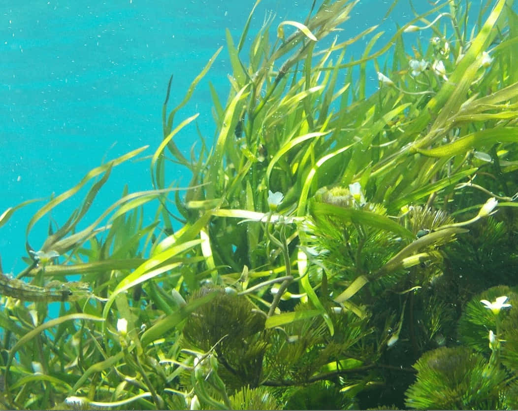 Enfascinerande Vy Av Orörd Sjögräs I Havet