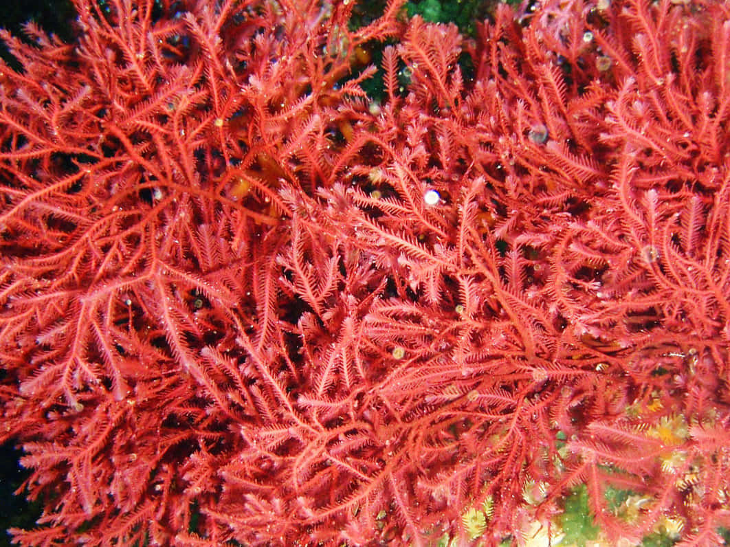 Enjoy the mystique of the mysterious sea weed