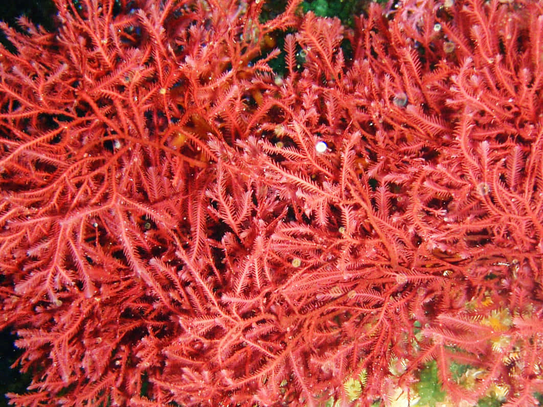 Disfrutadel Encanto De Las Misteriosas Aguas Del Mar.