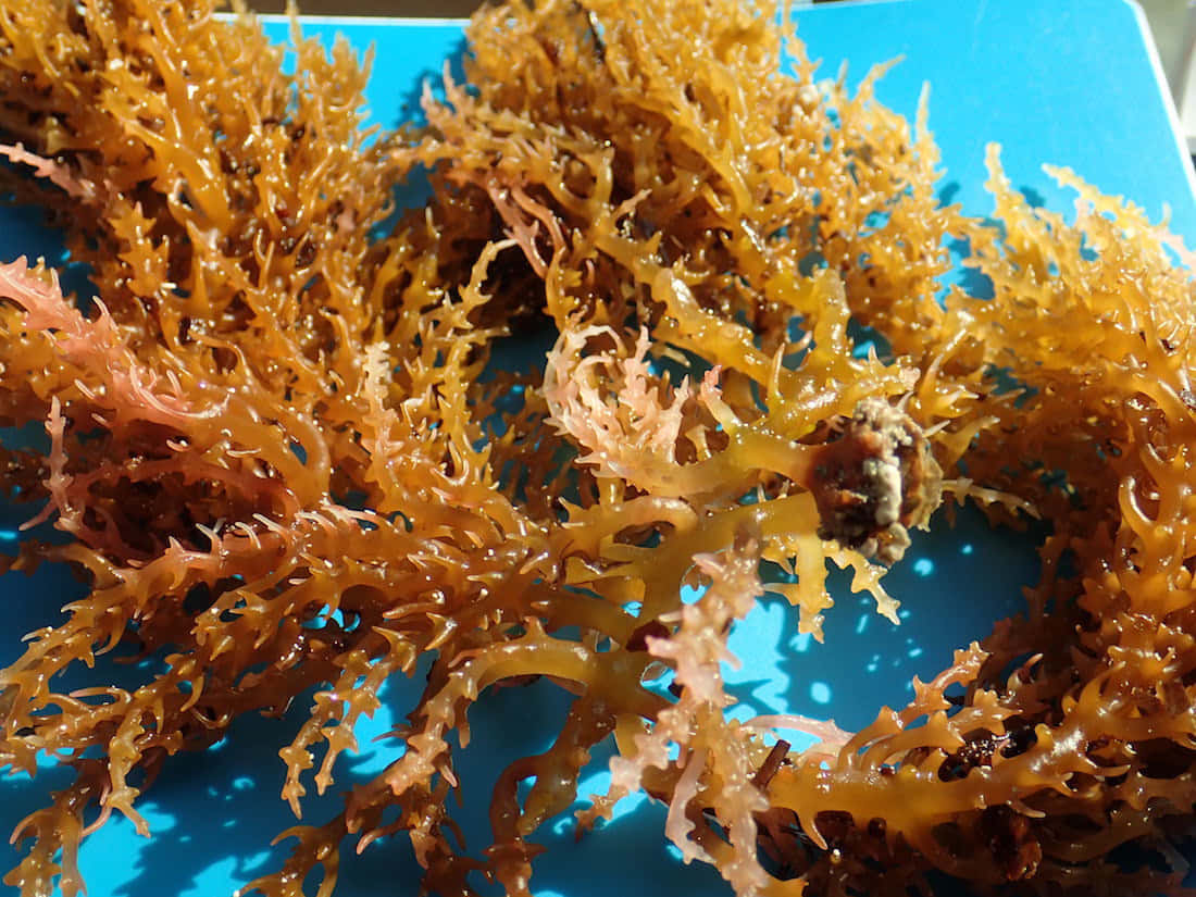 An array of sea weed in the ocean, stretching out across the horizon.