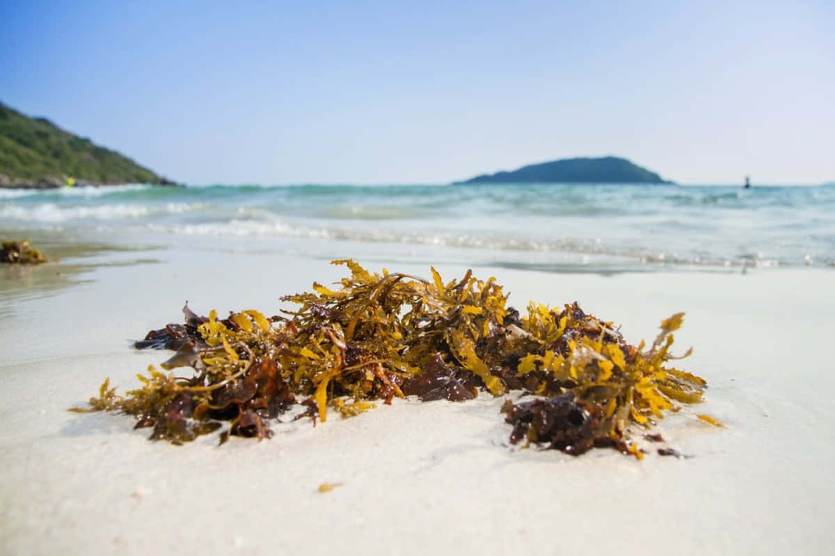 A Sea of Seaweed