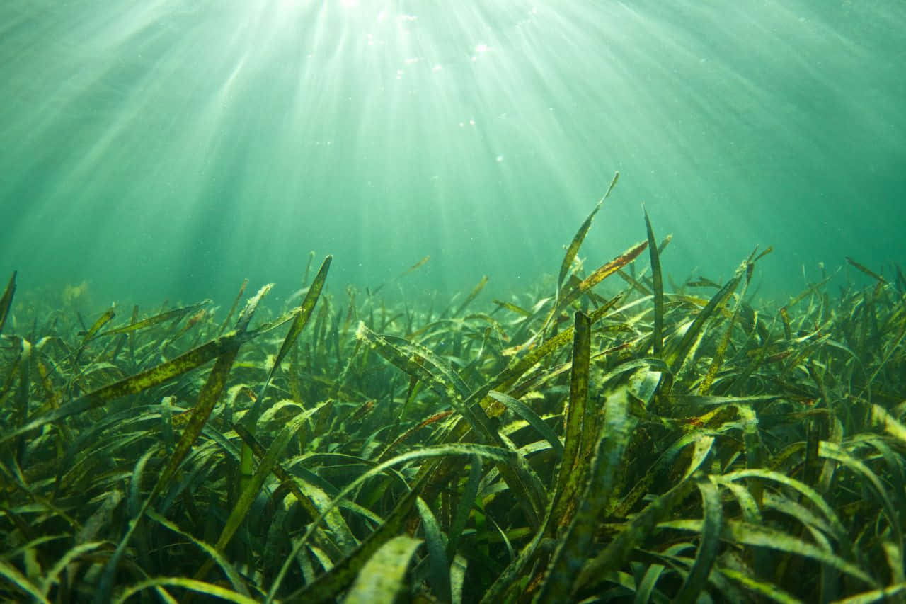 Unamanta De Algas Marinas Debajo De Las Olas