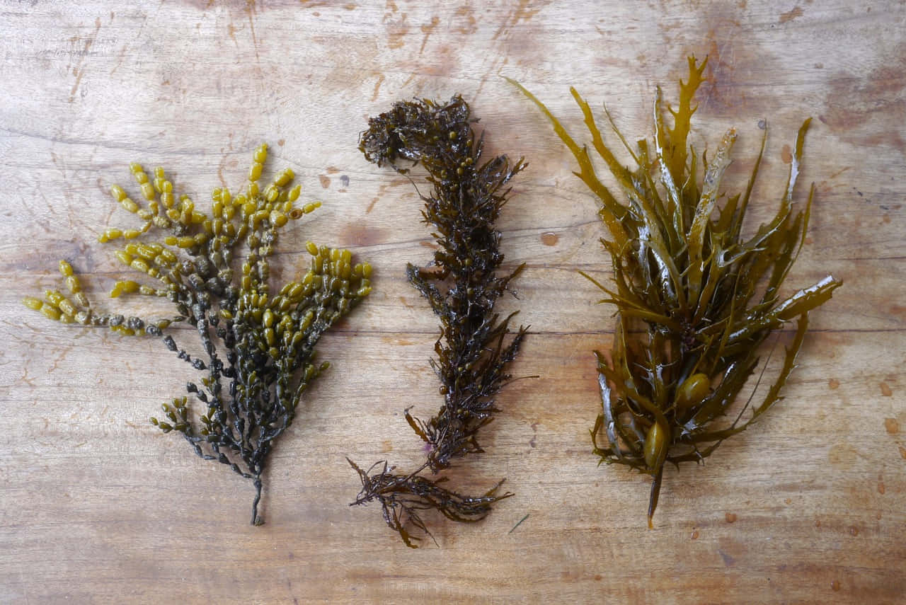 The Beauty of Wild Seaweed