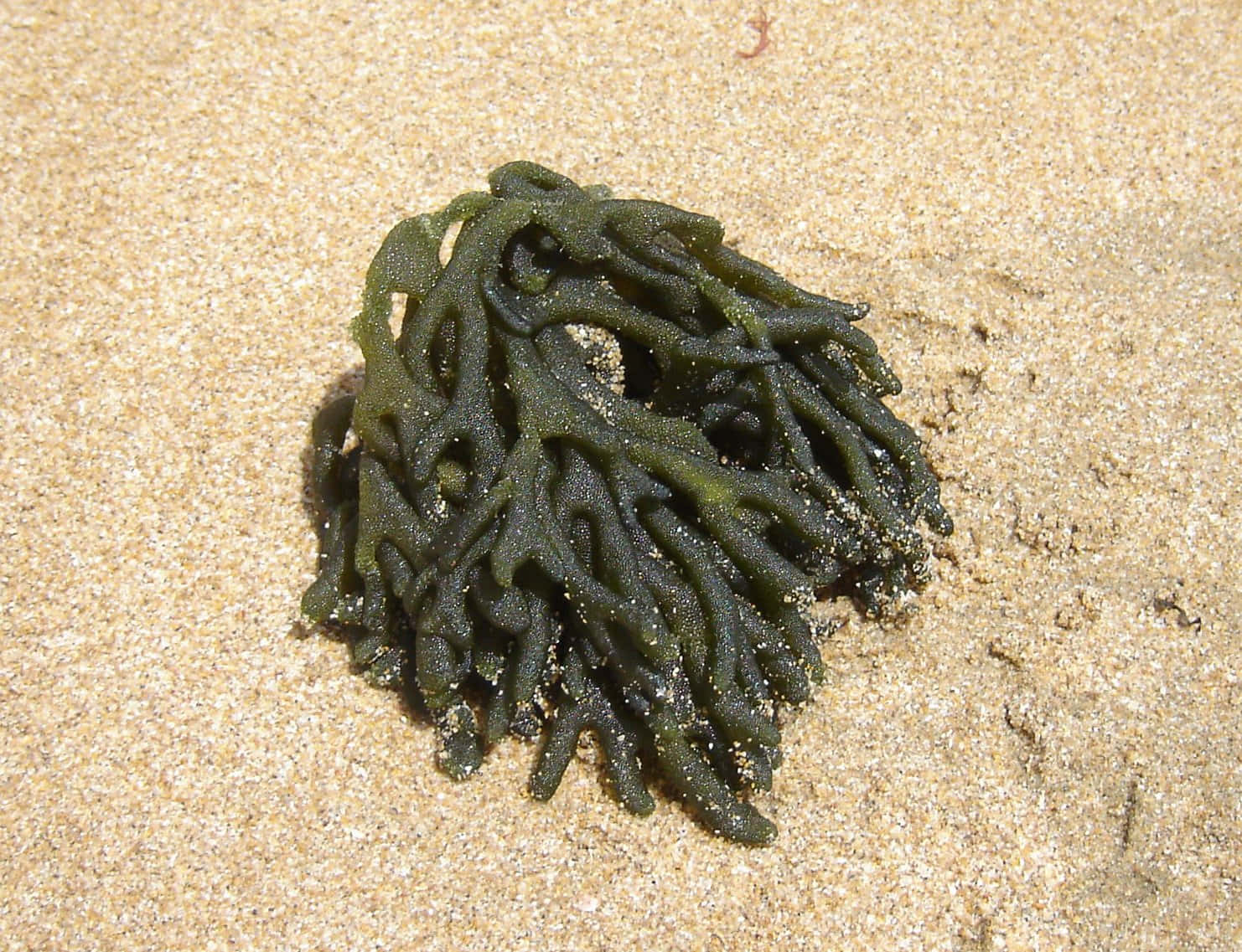 Explore the wonders of the ocean with a close-up view of sea weed.