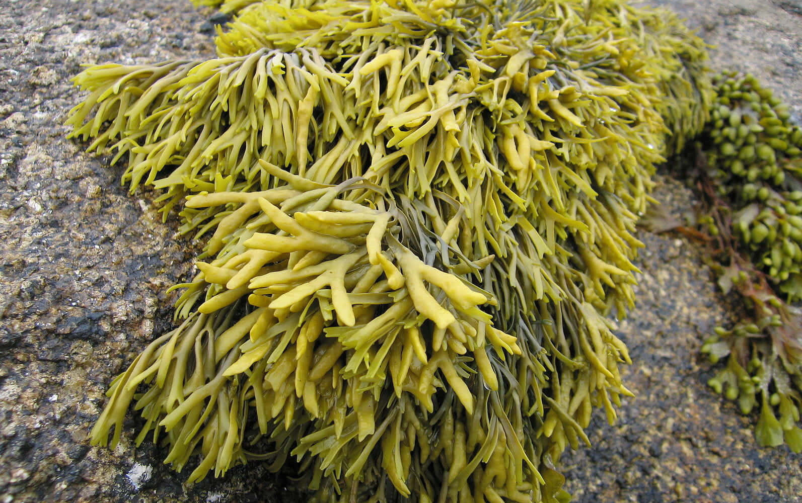 An underwater view of the tranquil Sea Weed