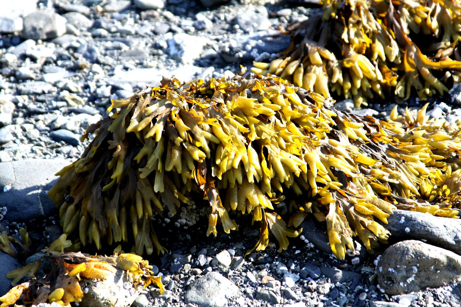 Ebb&Flow of the Sea Weed