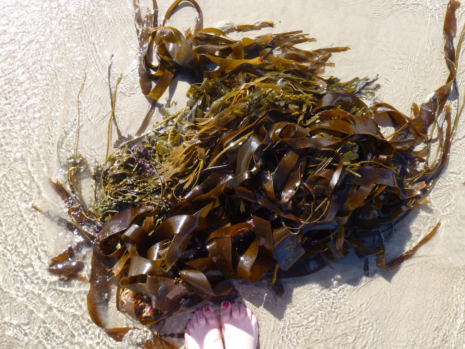 Unfolding The Mysterious Beauty Of Sea Weeds