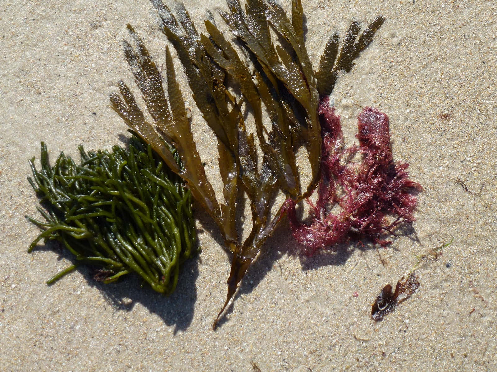 A Bunch Of Seaweed On The Beach