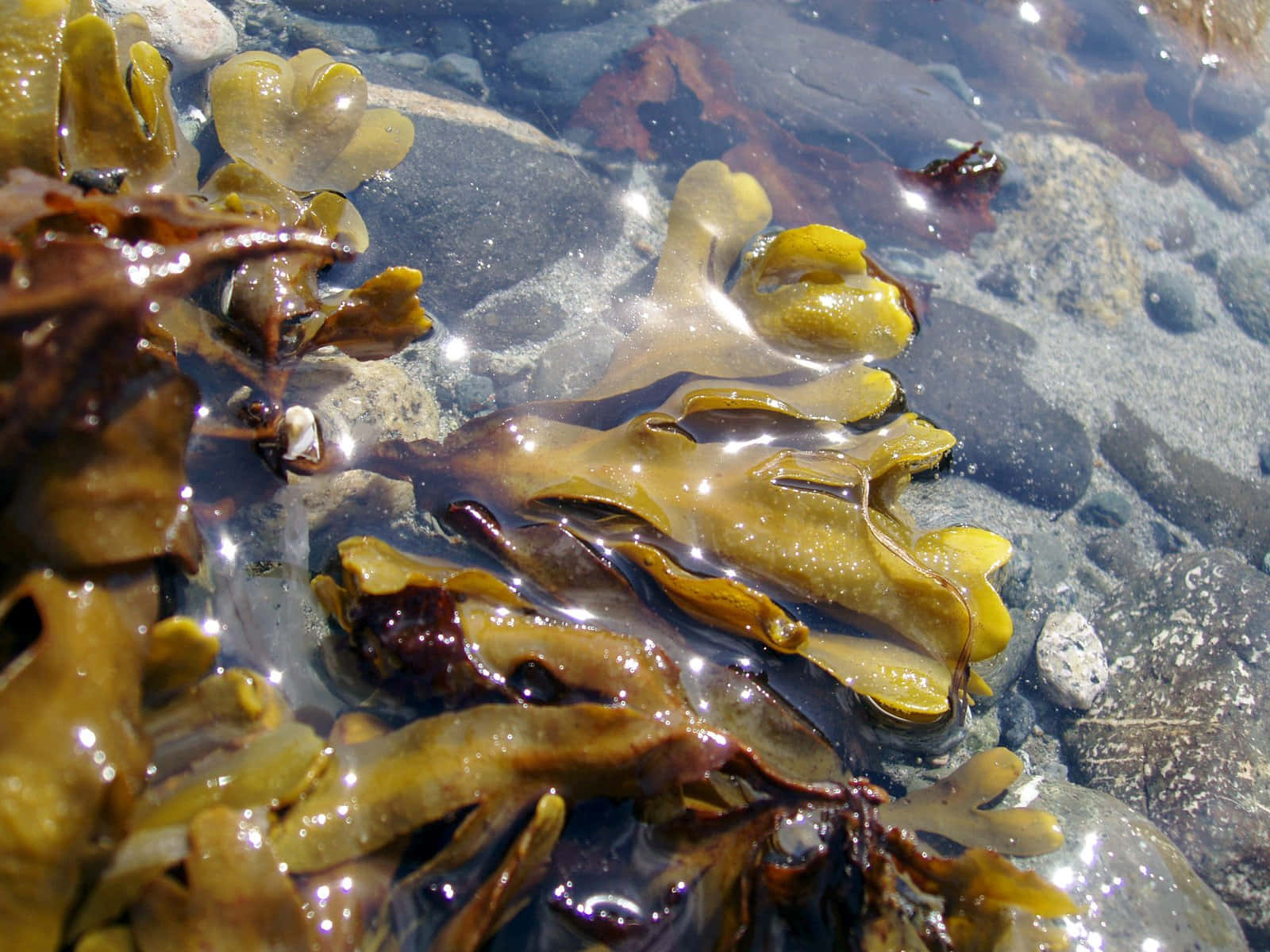 The Beauty of Marine Algae