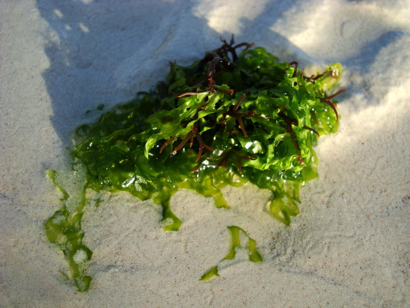 Various kinds of Sea Weed in the Ocean