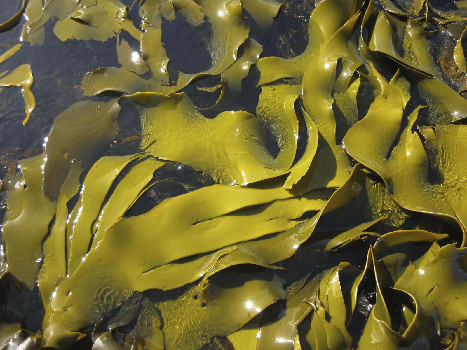 A Large Amount Of Seaweed Floating In The Water