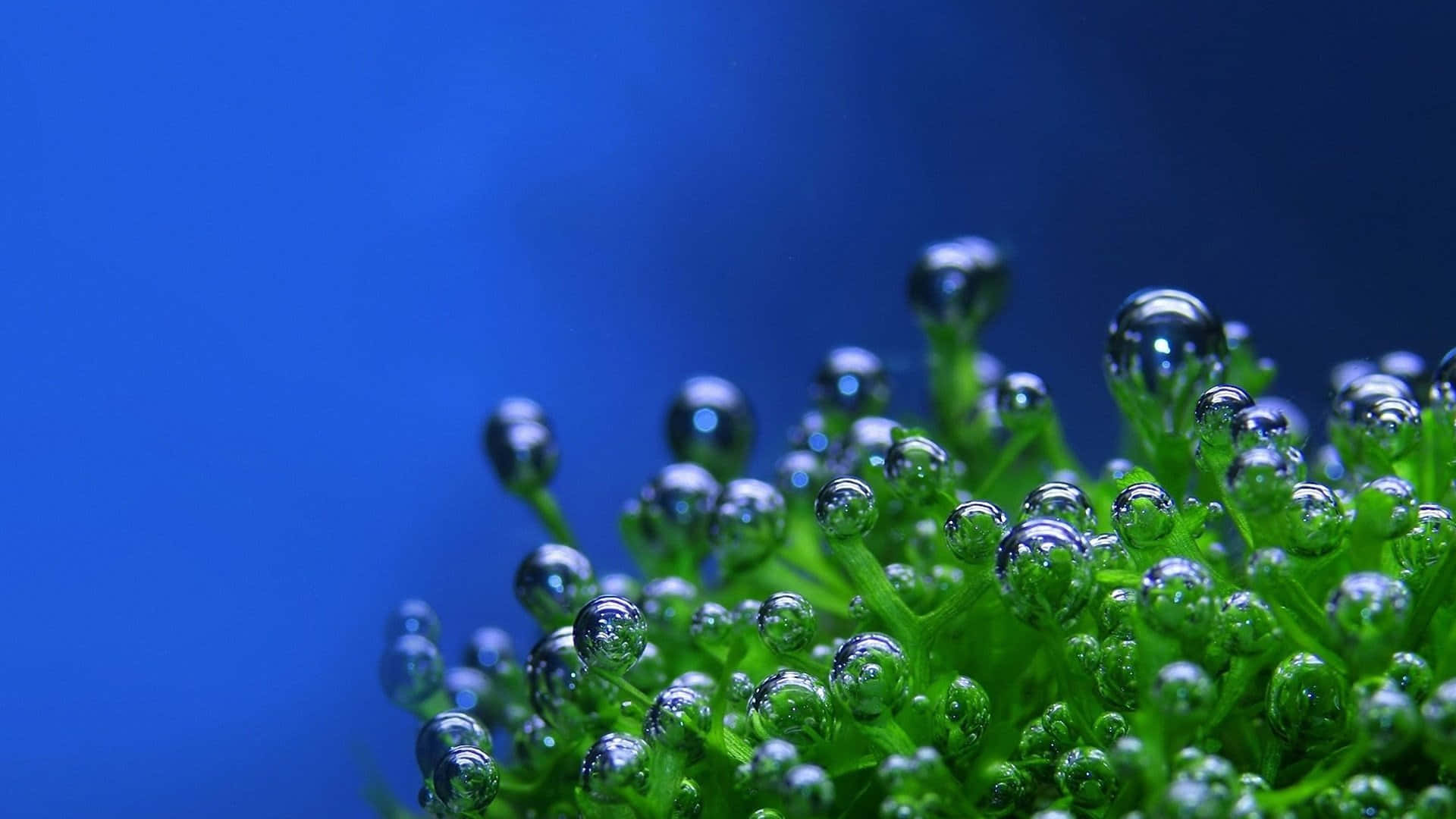 Gocced'acqua Su Una Pianta Verde