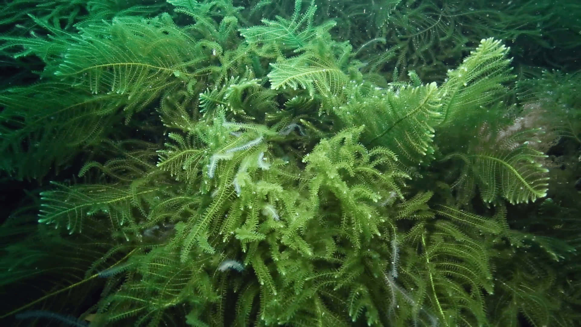 Unapianta Verde Sta Crescendo Sul Fondo Dell'oceano