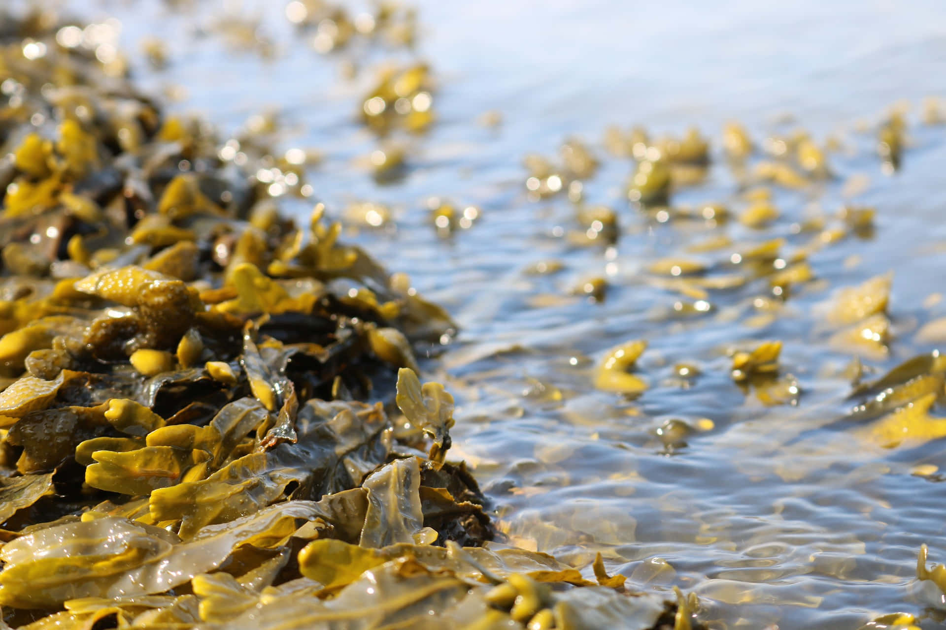 A Field of Green Sea Weeds