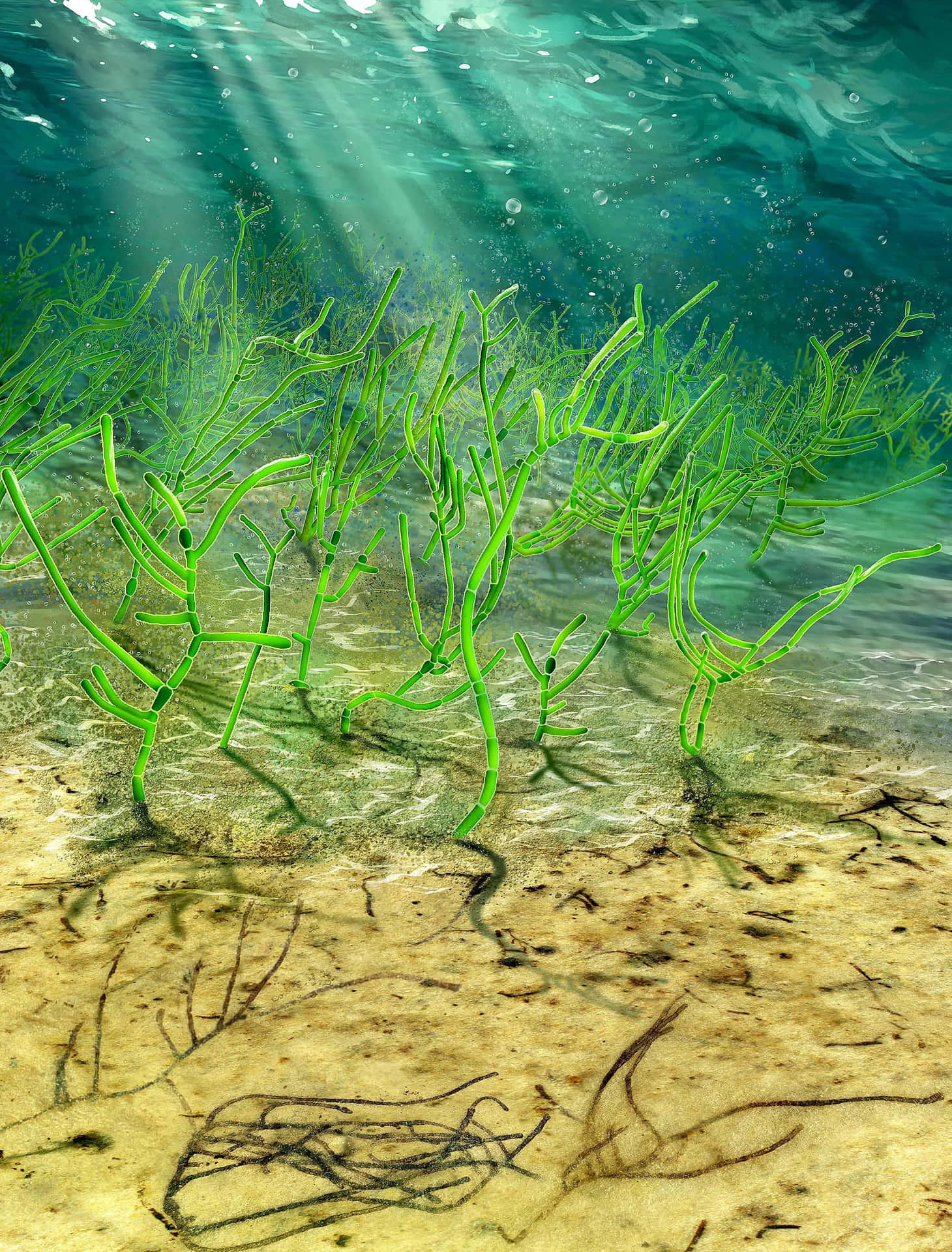 A Sand Beach With Plants