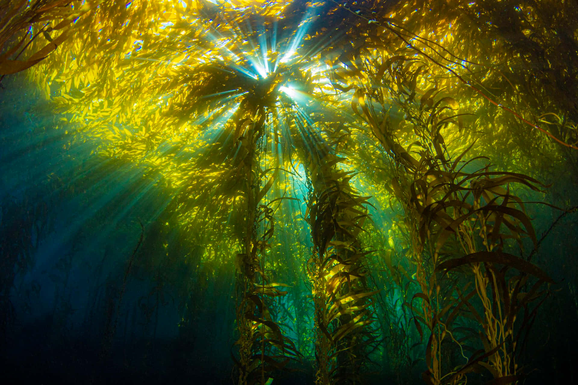 A majestic field of sea weed undulates gracefully in the ocean's current.