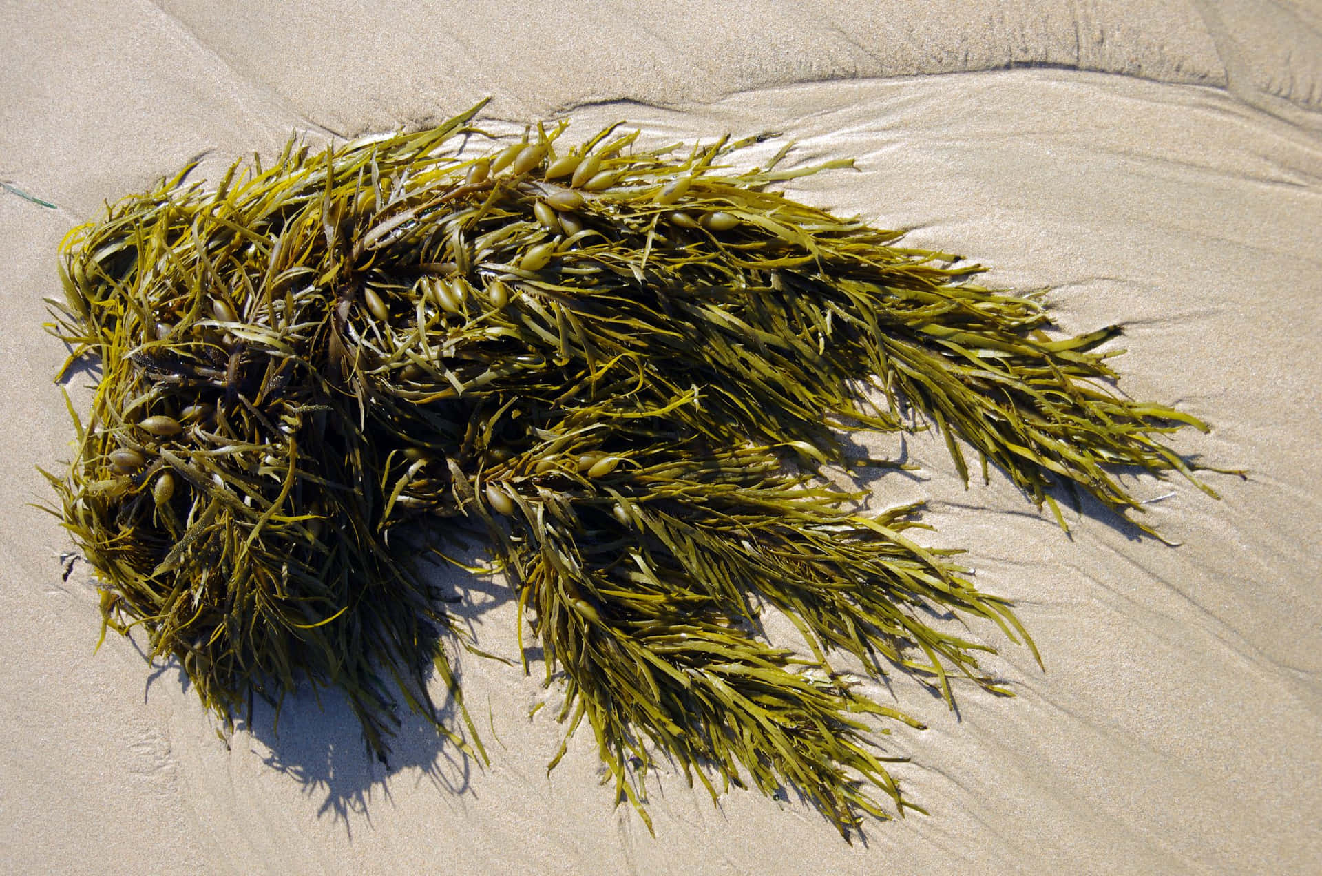 Algasbrillantes En La Playa.