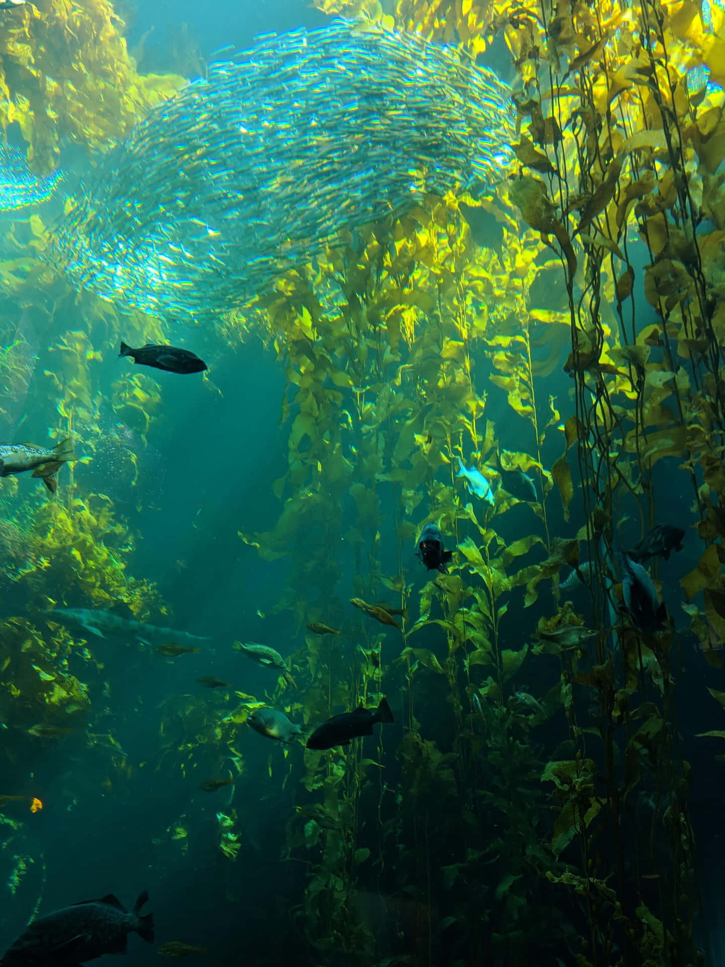 "Diving In The Depths Of The Sea To Discover Beautiful Sea Weed"