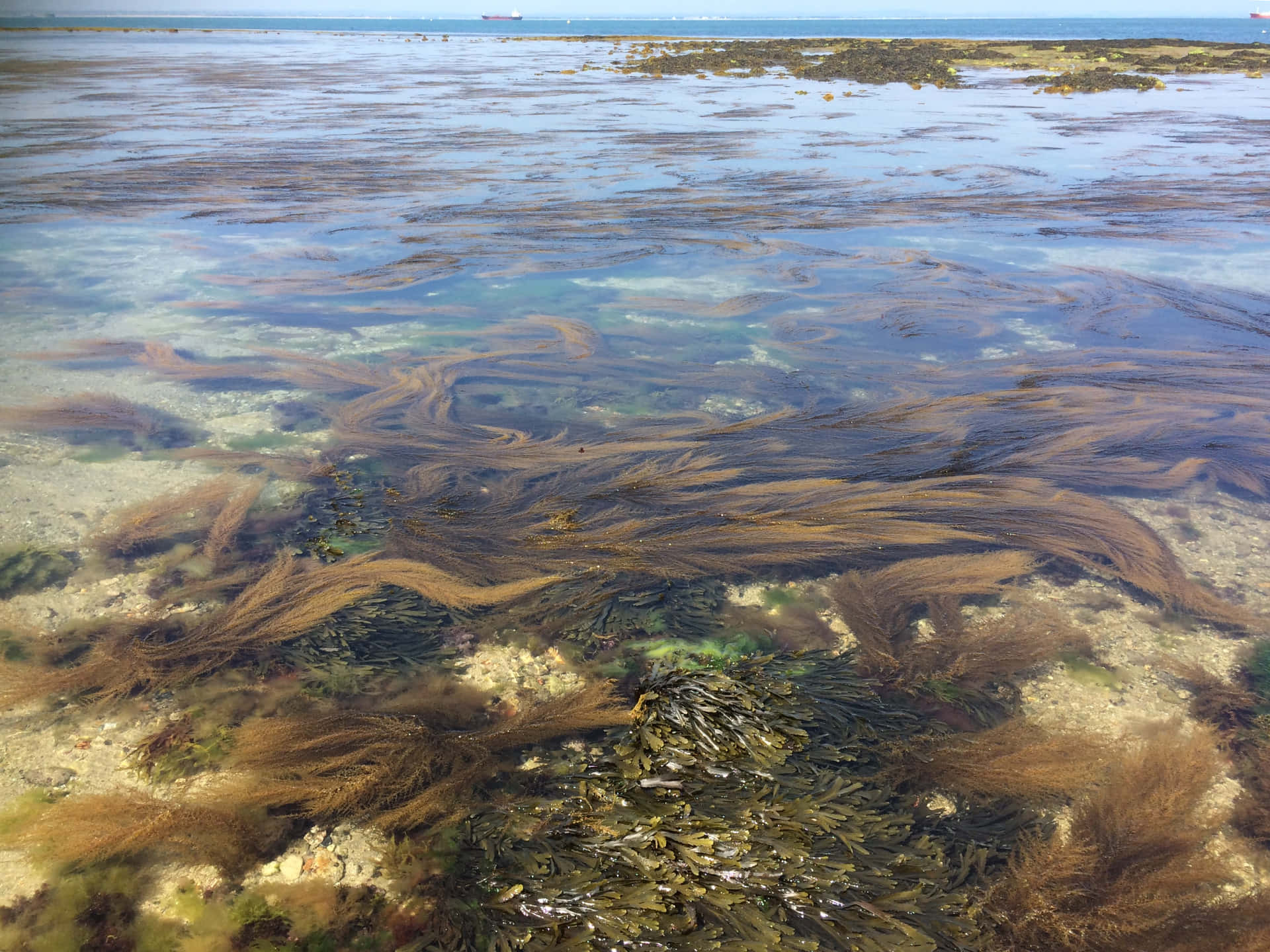 A beach in Fiji dotted with Sea Weed