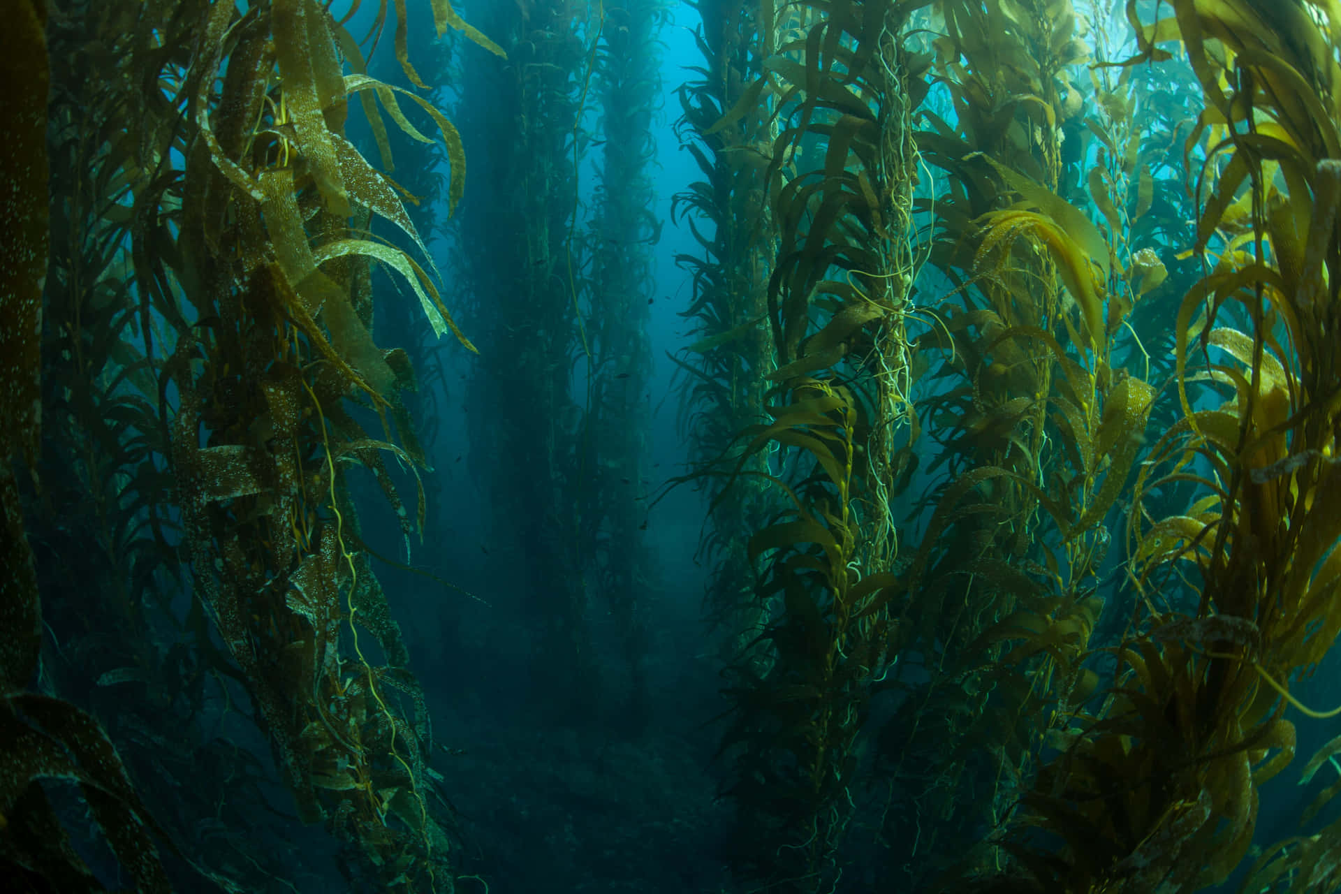 Kelp Forest In The Ocean