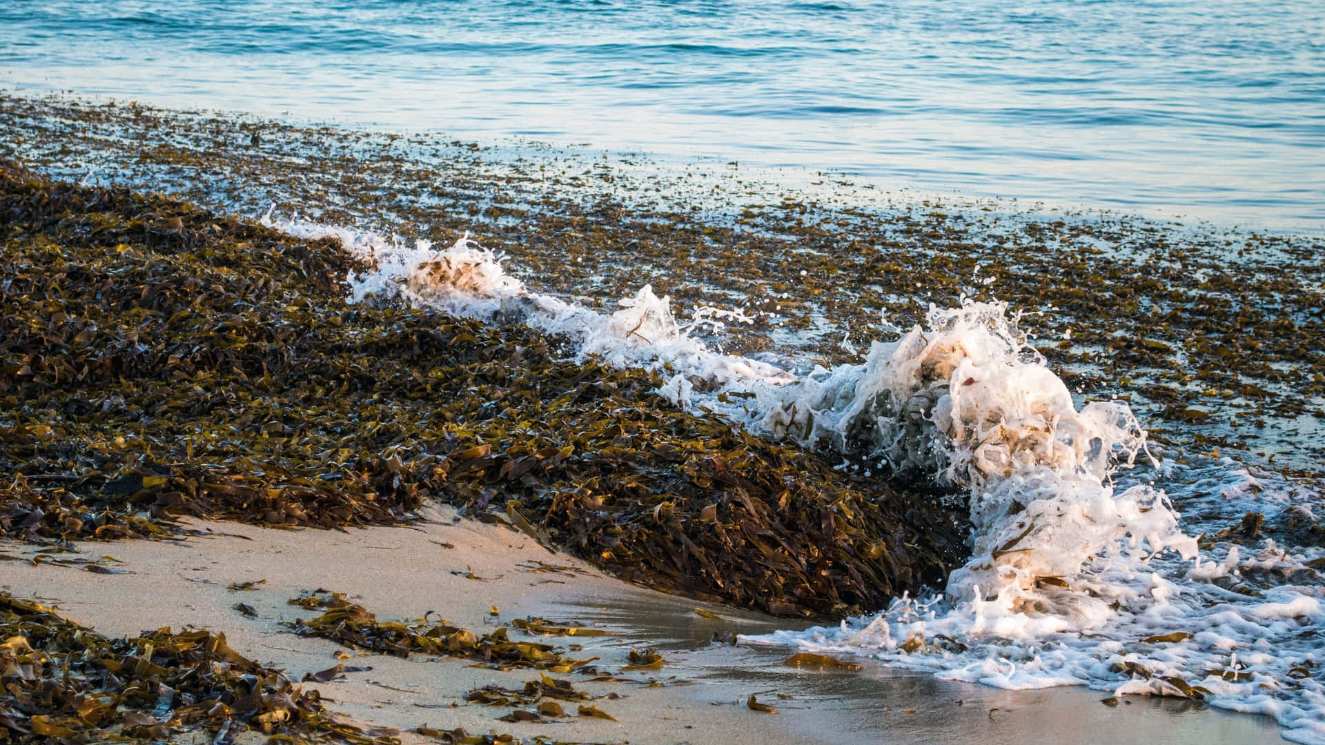 underwater laying of sea weed