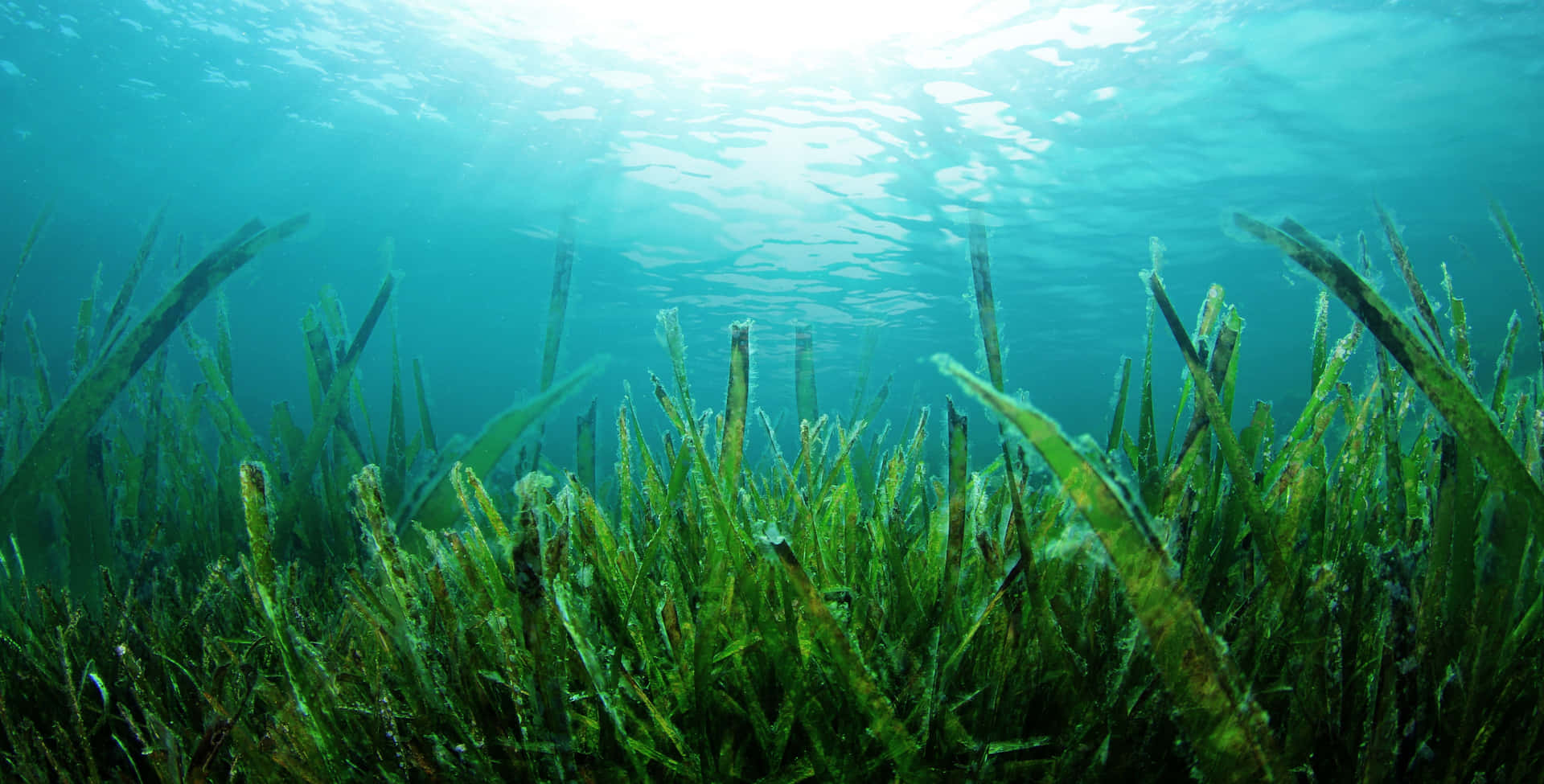 Bellissimealghe Marine Che Crescono Sulla Spiaggia