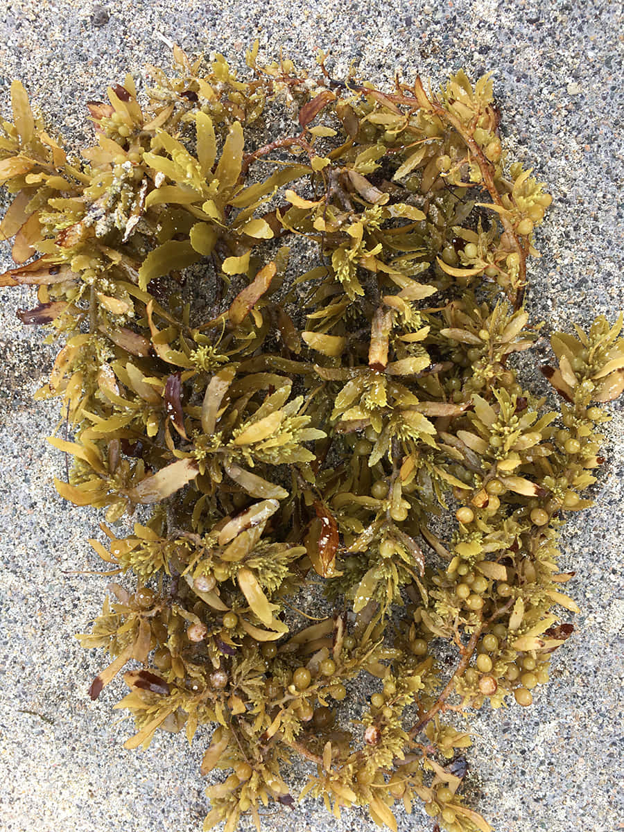 Sea Weed Transforms Into an Underwater Paradise