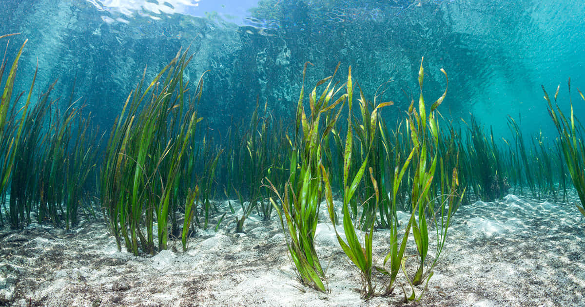 Vidabajo El Mar.