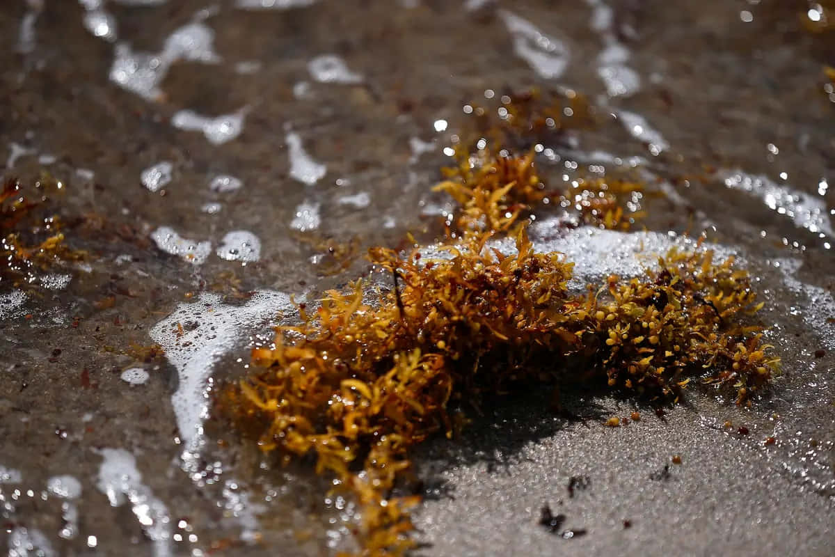 Unapianta Di Alghe Sta Crescendo Nell'acqua