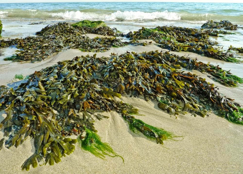 Scoprile Meraviglie Del Mare Con Le Sue Vivaci Alghe Marine.