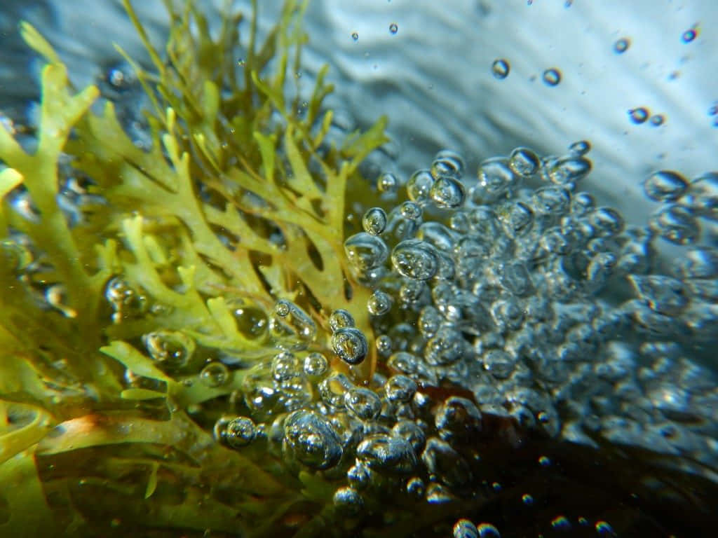 Unmare Di Onde Di Alghe Nel Dolce Soffio Dell'oceano