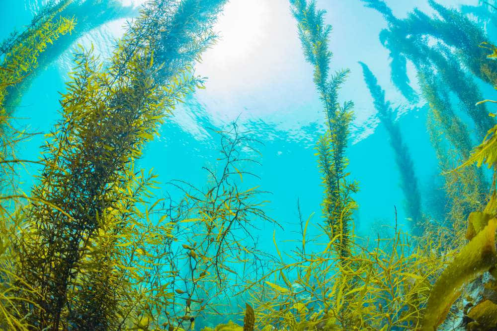 "An underwater paradise of vibrant sea weed"