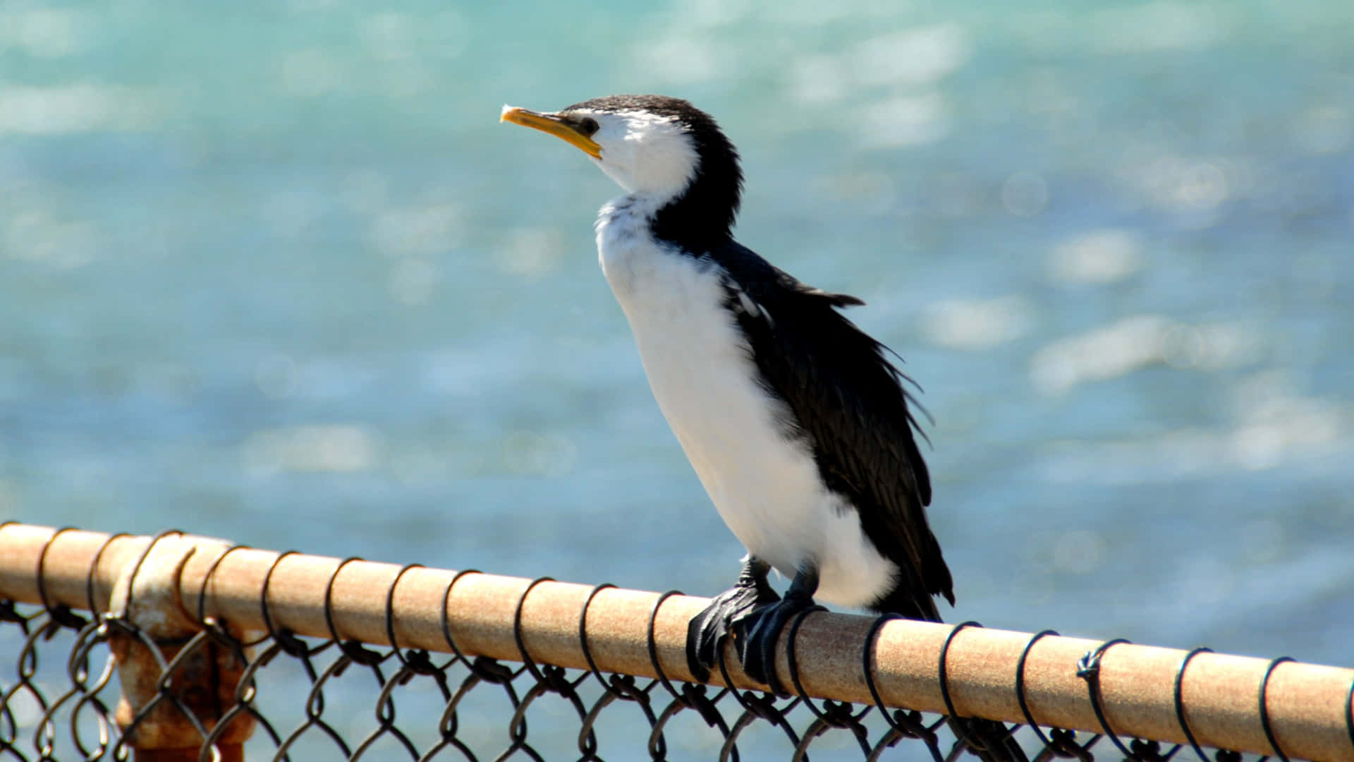 Seabird Perchedon Fenceby Sea.jpg Wallpaper