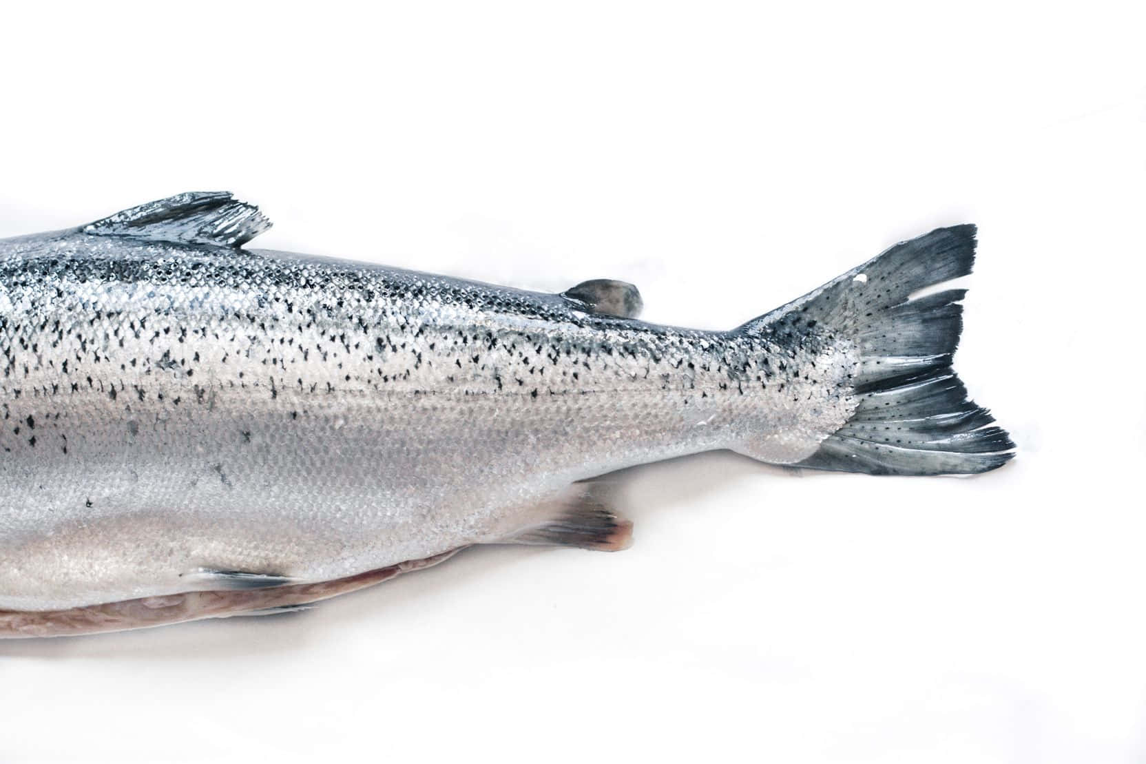 A Large Salmon Is Shown On A White Background