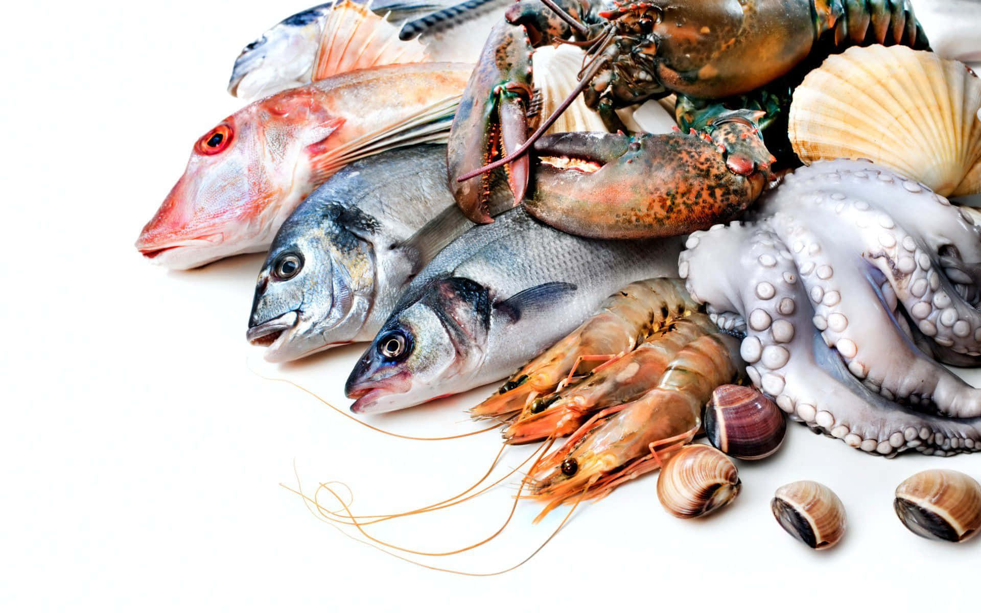 Eineauswahl Köstlicher Meeresfrüchte