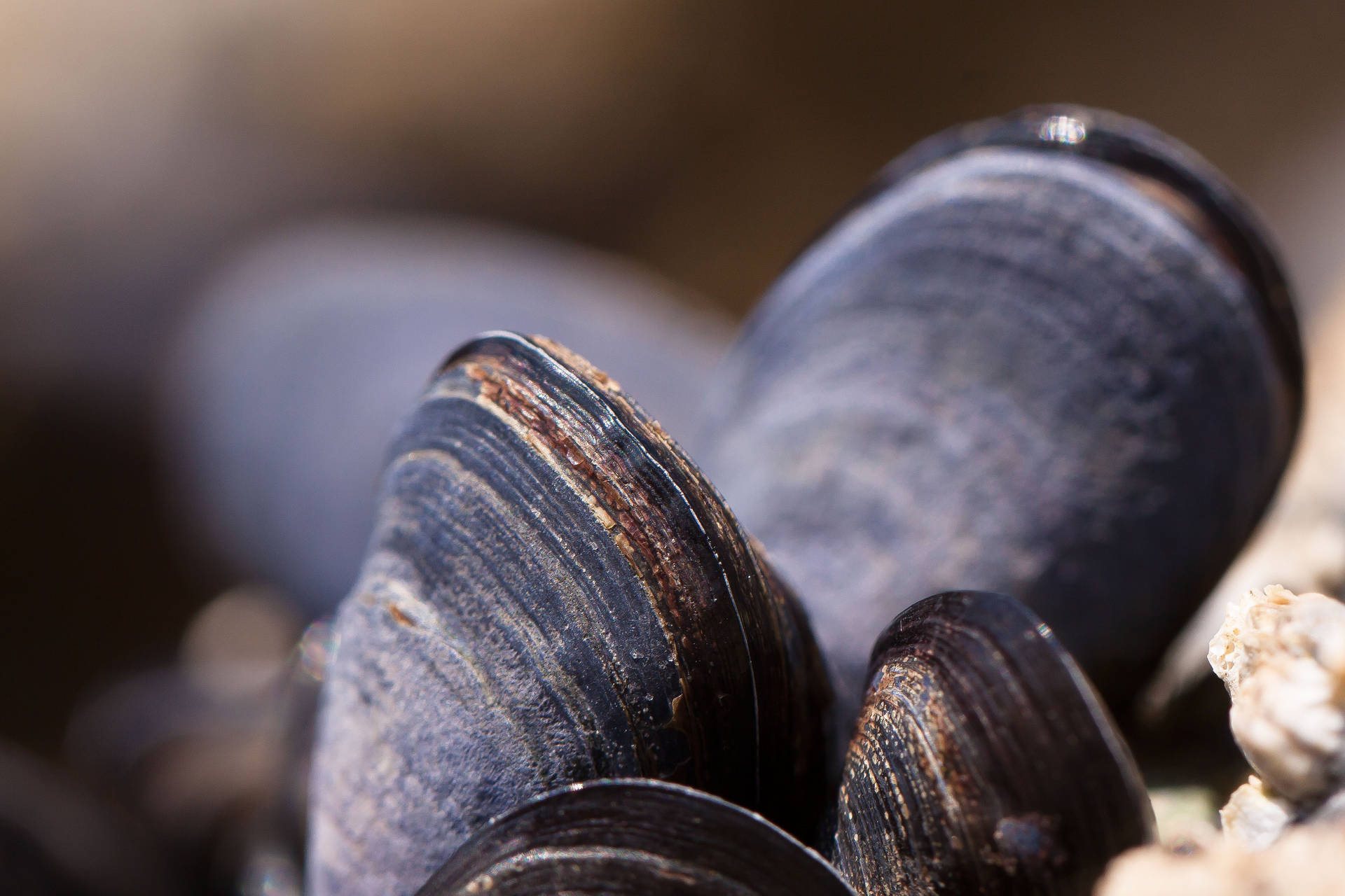 Seafood Mussels With Black Shells Wallpaper