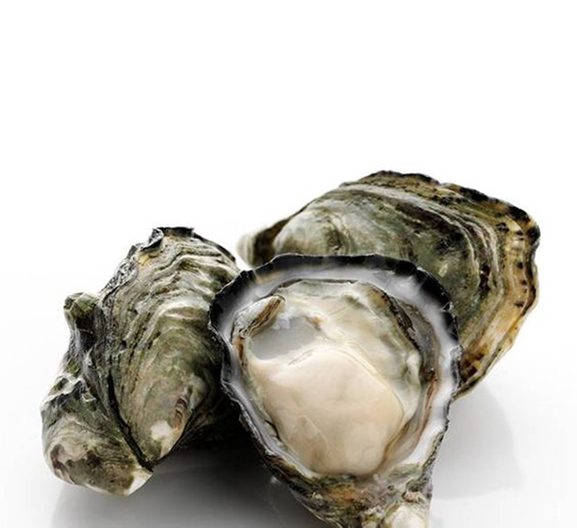 Seafood Oyster With Big Shells Wallpaper