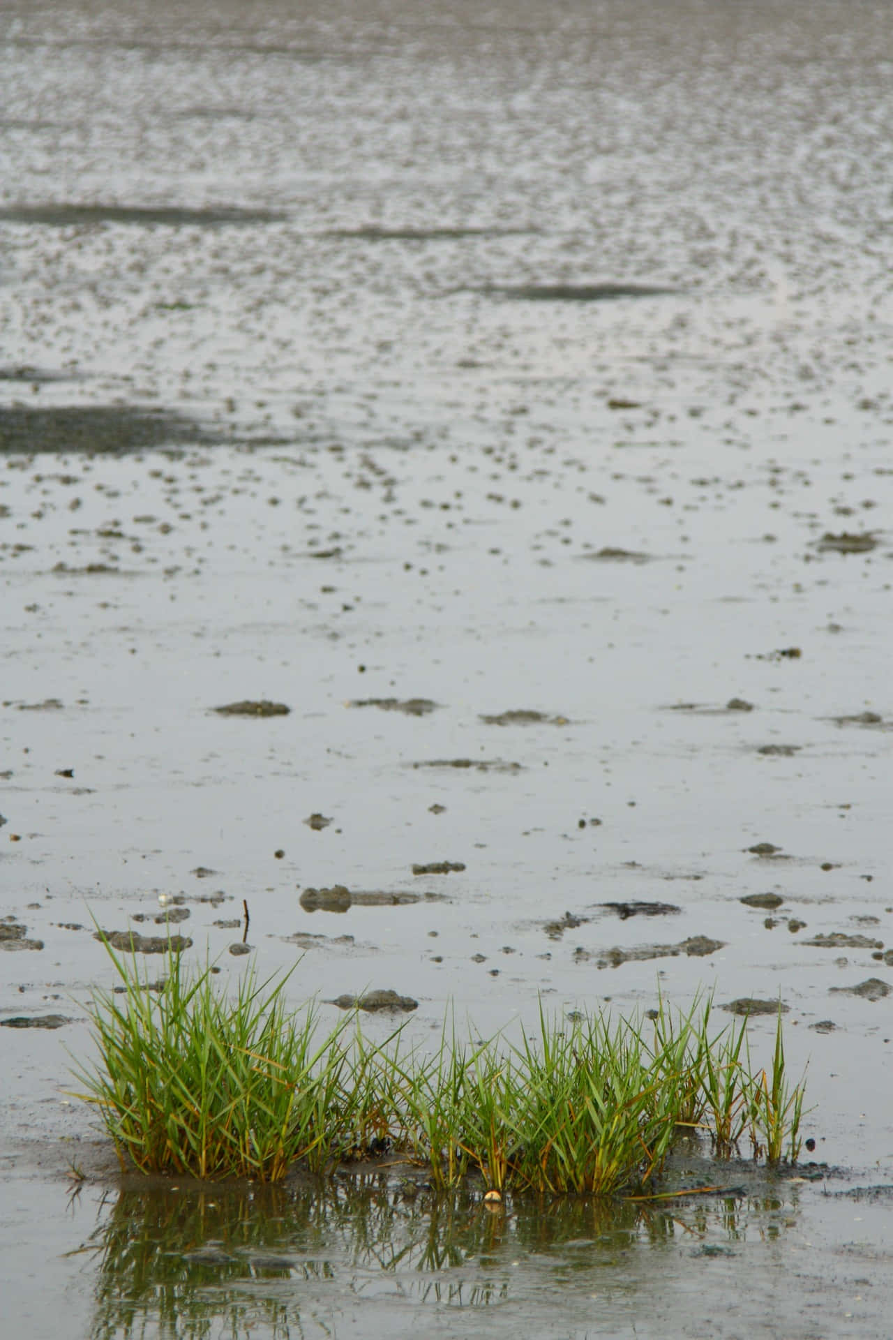 Seagrass Clusterson Tidal Flat Wallpaper