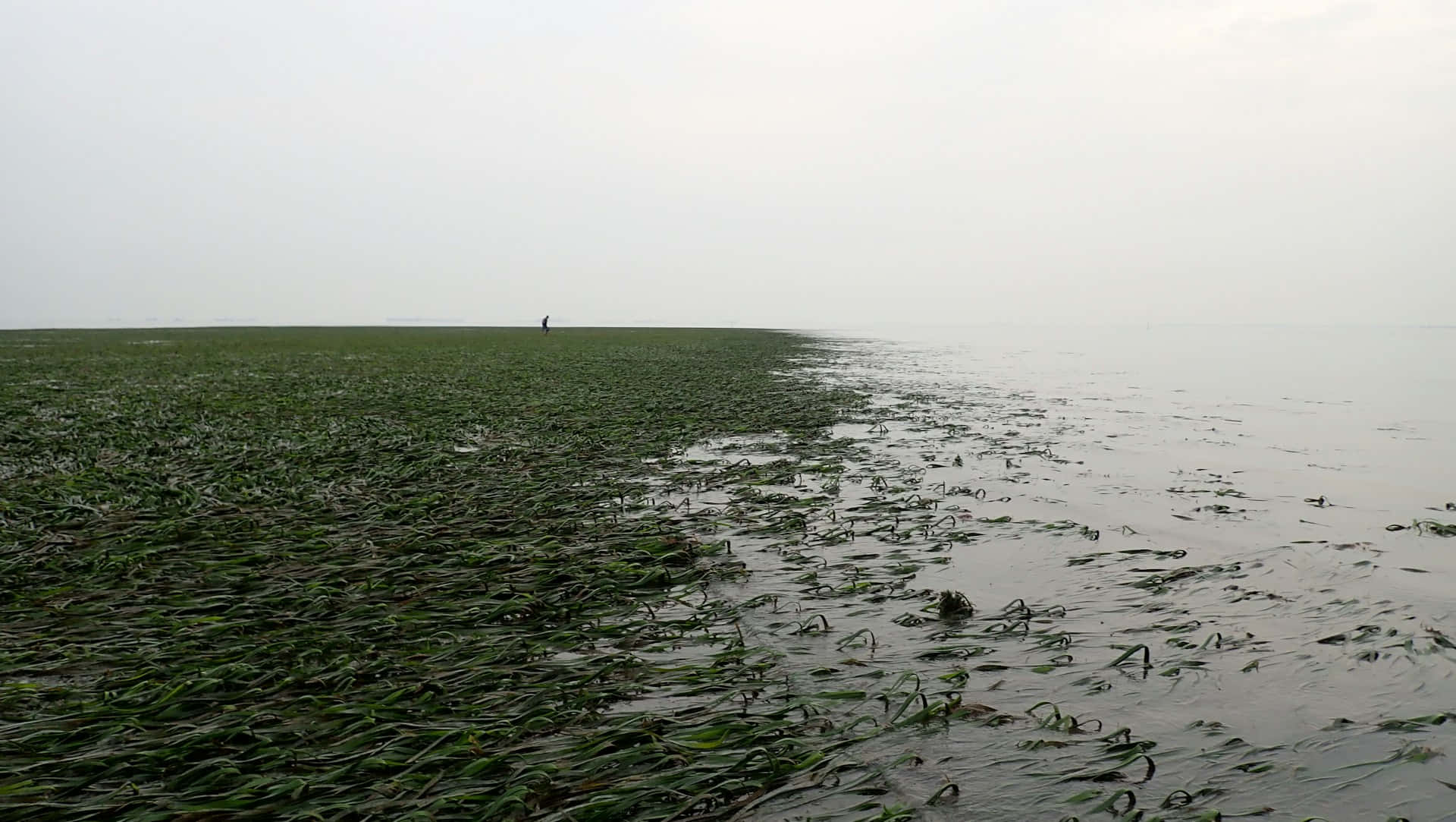 Seagrass_ Meadow_at_ Water's_ Edge Wallpaper